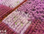 合肥赏花新去处：新站区三十头社区自驾游花海梦境等你来