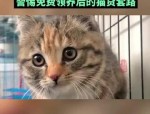 合肥大学生免费领养猫遇分期骗局，背后是商家将爱心异化为牟利