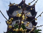 合肥1月赏腊梅好去处：植物园十月黄腊梅盛开迎新春