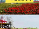 合肥赏花去哪儿？2016合肥踏青赏花好去处推荐
