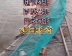 大皖新闻探访合肥周谷堆市场：鲜虾上市高峰，价格较去年同期下跌