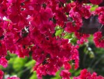 上海春季赏花攻略：从虹口足球场到陆家嘴东昌路，探索地铁沿线的繁花美景