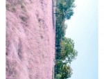 合肥高新区秋日赏花指南：粉黛乱子草、墨西哥鼠尾草等网红花草盛放