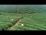 巢湖市坝镇春茶采摘季：茶园飘香，茶农忙碌，都督翠茗绿茶享誉省内外