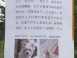 合肥天价寻狗启事：找到爱犬送房，狗主人联系方式成谜