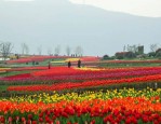 合肥滨湖国家森林公园：中国首个退耕还林国家级森林公园